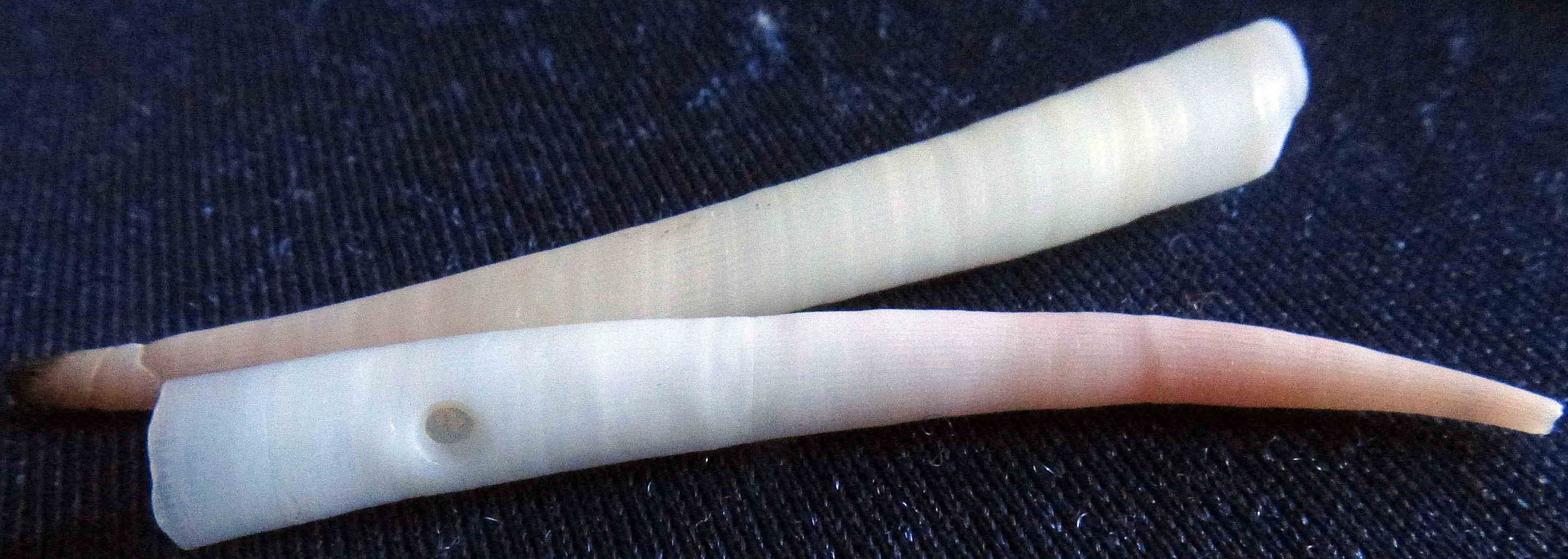 dentalium con forellino  dentalis_boh?